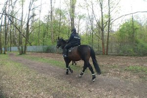 Policjanci na koniach w parku.