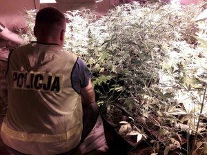 narkotyki zabezpieczone w Aleksandrowie Łodzkim