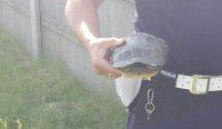 widać dłoń policjanta a w niej odnalezionego żółwia