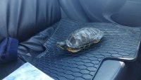 żółw na wycieraczce  w radiowozie