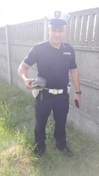 policjant z ruchu drogowego, który stoi na trawie i trzyma w reku żółwia