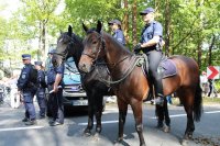 Konie policyjne zabezpieczają Dożynki Prezydenckie w Spale