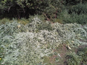 zabezpieczone konopie indyjskie