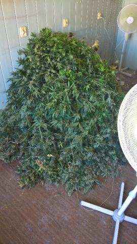 Zabezpieczona marihuana