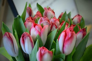 Bukiet różowych tulipanów.
