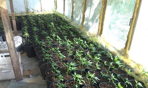 plantacja konopi indyjskich, zabezpieczone rośliny, zabezpieczona marihuana
