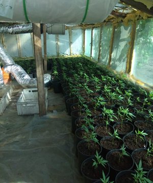 plantacja konopi indyjskich, zabezpieczone rośliny