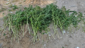 zabezpieczone konopie indyjskie