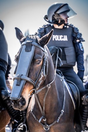 Policjant na koniu podczas atestacji.