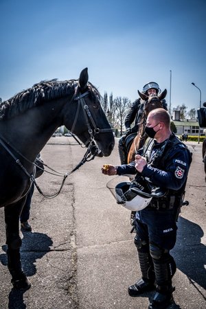Policjant karmi konia