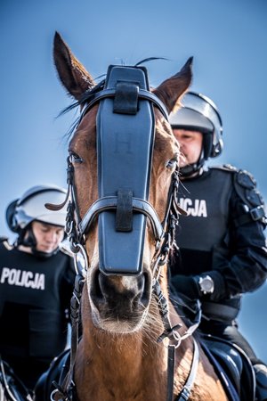 Policjanci na koniach podczas atestacji.