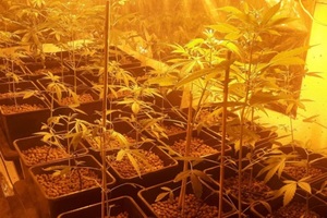 Plantacja marihuany, sadzonki konopi indyjskich w doniczkach.