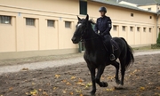 policjant na koniu służbowym jedzie przez padok