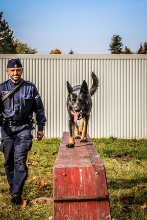 Policjant ze swoim psem służbowym, który idzie po przeszkodzie