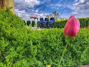 trzy wózki stoją na podwórku z przodu tulipan