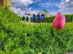 Trzy wózki stoją na podwórku z przodu tulipan.