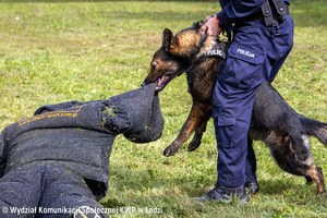 Pies służbowy podczas szkolenie z policjantem.