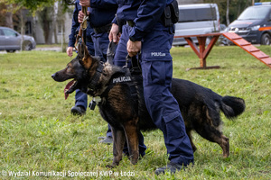 Pies służbowy podczas szkolenie z policjantem.