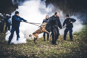 Atak na pozoranta podczas szkolenia psów służbowych.