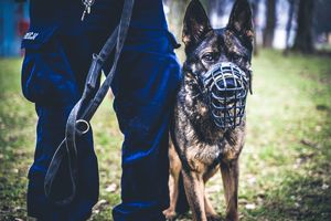 na zdjęciu policyjny pies służbowy w kagańcu.