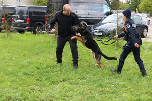 szkolenie policyjnych psów służbowych.