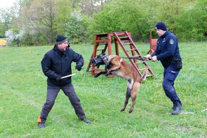 na zdjęciu podczas szkolenia pies służbowy odpiera atak niebezpiecznego przestępcy , który trzyma niebezpieczny przedmiot.