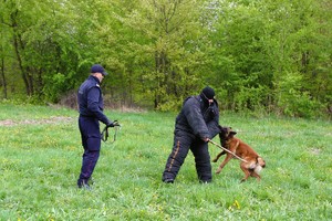 pies służbowy atakuje pozoranta , symulacja podczas szkolenia.