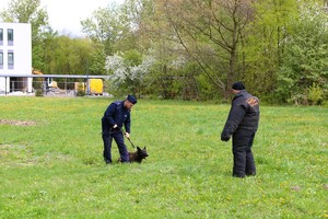 policyjny pies służbowy w pozycji ,,waruj&quot; - szkolenie.