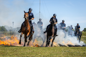 pokaz umiejętności policyjnych koni służbowych i ich jeźdźców.
