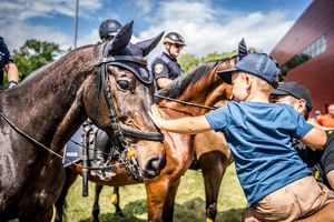 Pokaz koni służbowych policji  i straży miejskiej