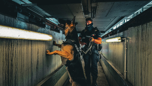 Policjant z psem służbowym sprawdzają pociąg.