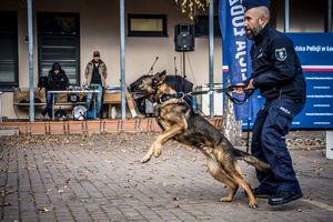 pokaz umiejętności psów służbowych.