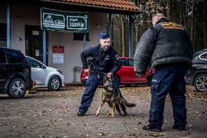 pokaz umiejętności psów służbowych.