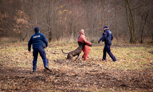 szkolenie psów, policjant, pies i pozorant na trawie.