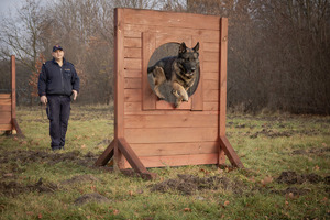 Pies przeskakuje przez przeszkodę obok policjant.