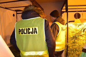 policjanci zabezpieczają uprawę