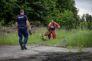 Pies służbowy atakuje pozoranta.