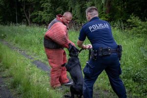 Pies służbowy atakuje pozoranta.