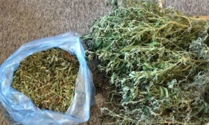 rośliny konopi indyjskich