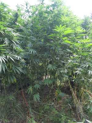 Plantacja marihuany, krzaki konopi.