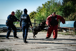 Pies służbowy atakuje pozoranta.