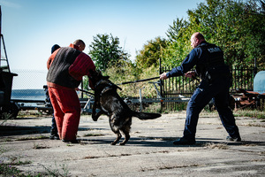 Pies służbowy atakuje pozoranta.