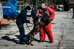 Pies służbowy atakuje pozoranta.