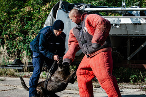 Pies służbowy atakuje pozoranta.