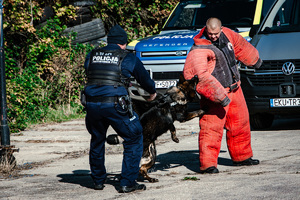 Pies służbowy atakuje pozoranta.