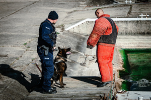 Pies służbowy atakuje pozoranta.