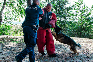Pies służbowy atakuje pozoranta.