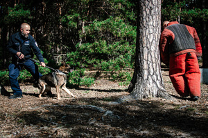 Pies służbowy atakuje pozoranta.