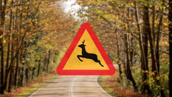 Znak drogowy Uwaga zwierzęta na tle lasu.