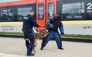 Umundurowany policjant z psem służbowym i pozorantem podczas ćwiczeń.